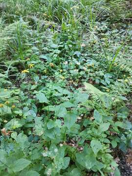 Doronicum austriacum Jacq. resmi