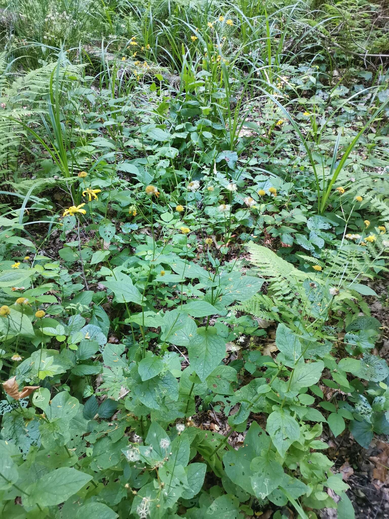 Image of Doronicum austriacum Jacq.