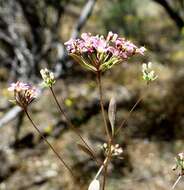 Image of Levenhookia octomaculata Rica Erickson & J. H. Willis