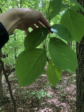 Plancia ëd Styrax grandifolium Ait.