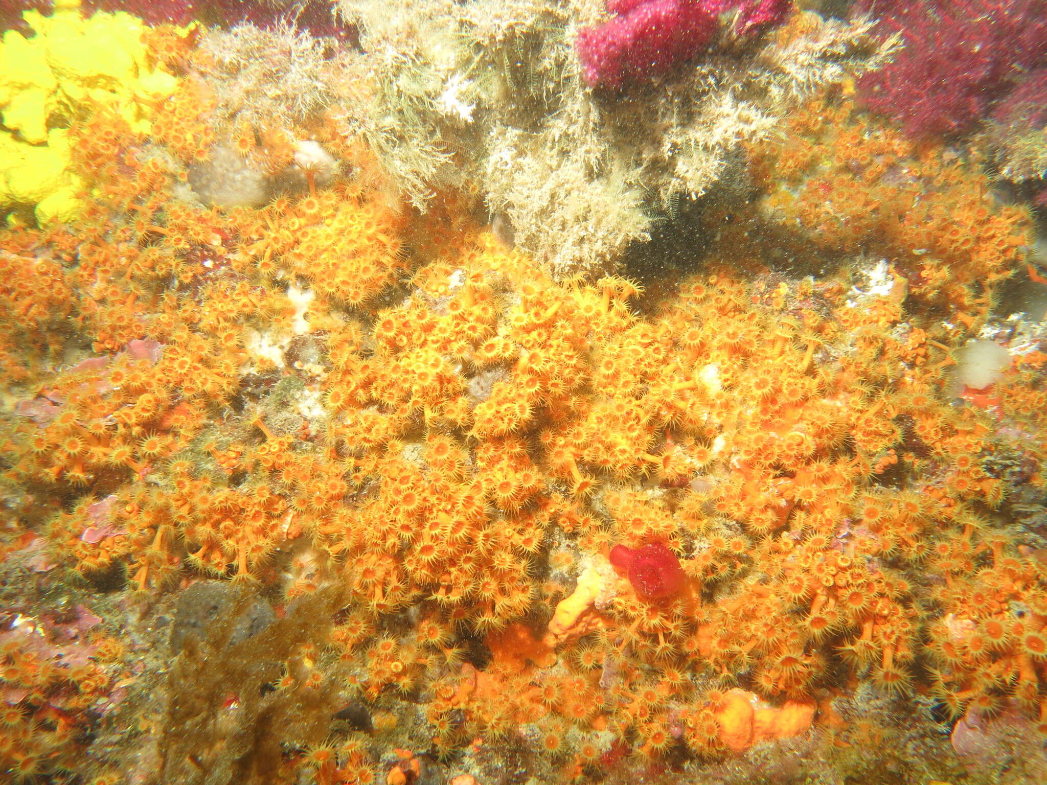 Image of Yellow encrusting anemone