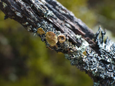 Image of tube lichen