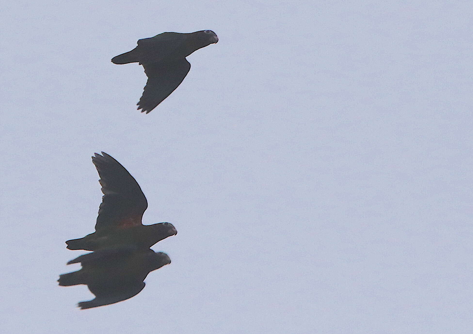 Image of Brown-hooded Parrot