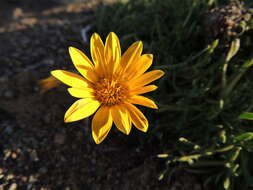 Image of Gazania othonnites (Thunb.) Less.