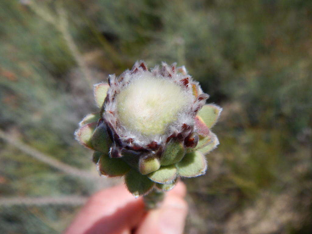 Image of Leucadendron concavum I. Williams