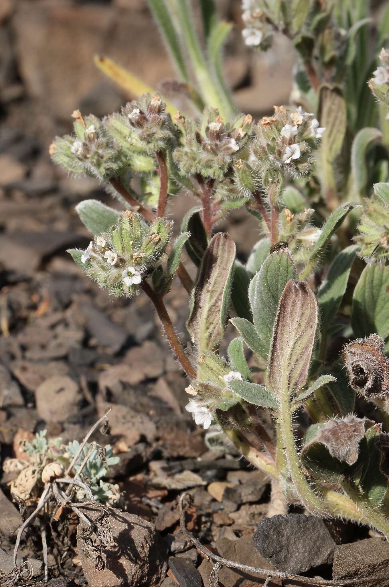 Image of Mt. Diablo phacelia