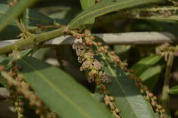 Image of Willow-Leaved Water Croton