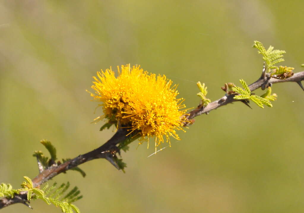 Plancia ëd Vachellia caven (Molina) Seigler & Ebinger