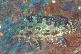 Image of Brown-marbled Grouper