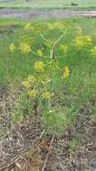 Image of Giant Fennel