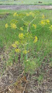 Image of Giant Fennel