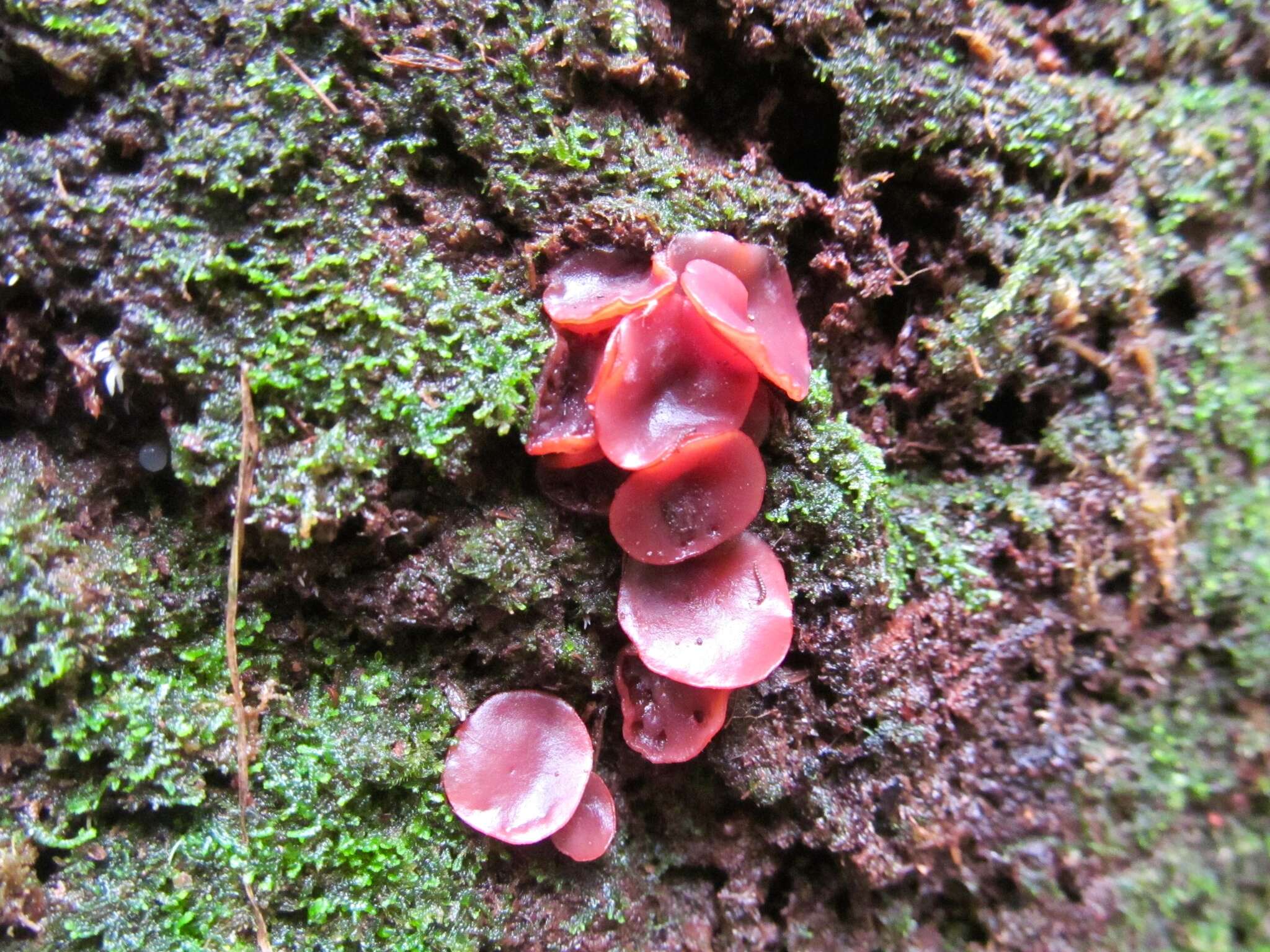 Image of Ascocoryne sarcoides (Jacq.) J. W. Groves & D. E. Wilson 1967