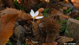 Image of smooth crocus