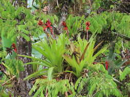 Image of Aechmea tillandsioides (Mart. ex Schult. & Schult. fil.) Baker