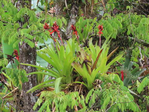 Image of Aechmea tillandsioides (Mart. ex Schult. & Schult. fil.) Baker