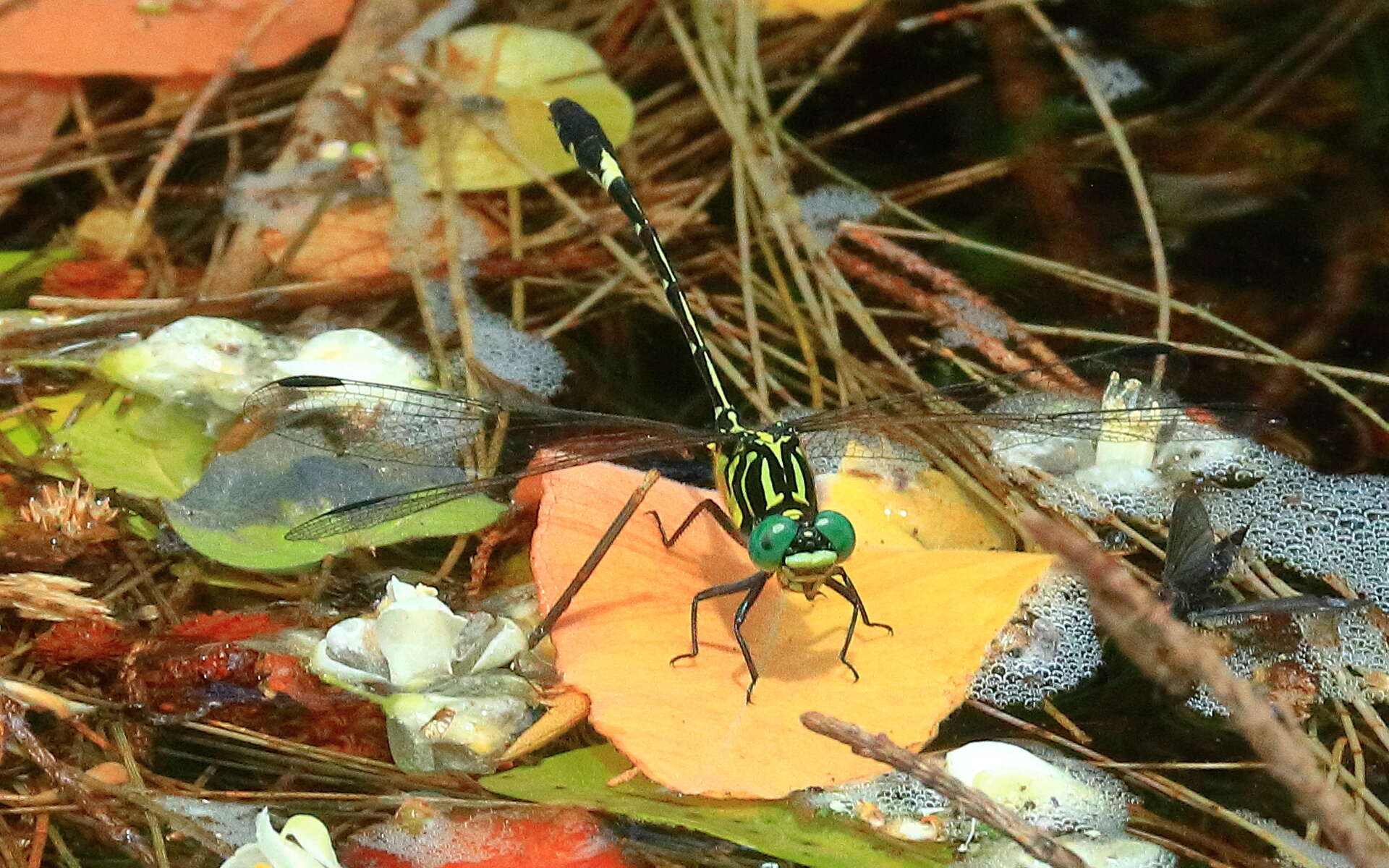 Imagem de Austrogomphus amphiclitus (Selys 1873)