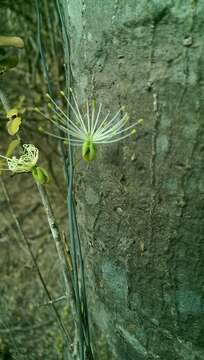 Image of Thilachium angustifolium Boj.