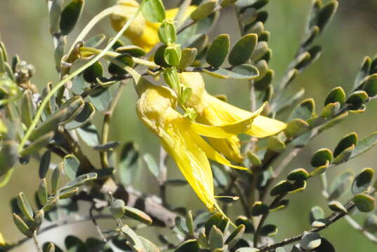 Image of Sophora macrocarpa