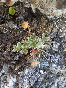 Image of Potentilla villosula B. A. Jurtzev