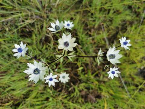 Image de Eryngium lemmonii Coult. & N. E. Rose