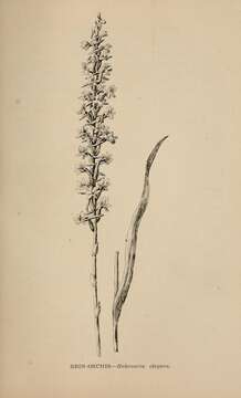 Image of elegant piperia