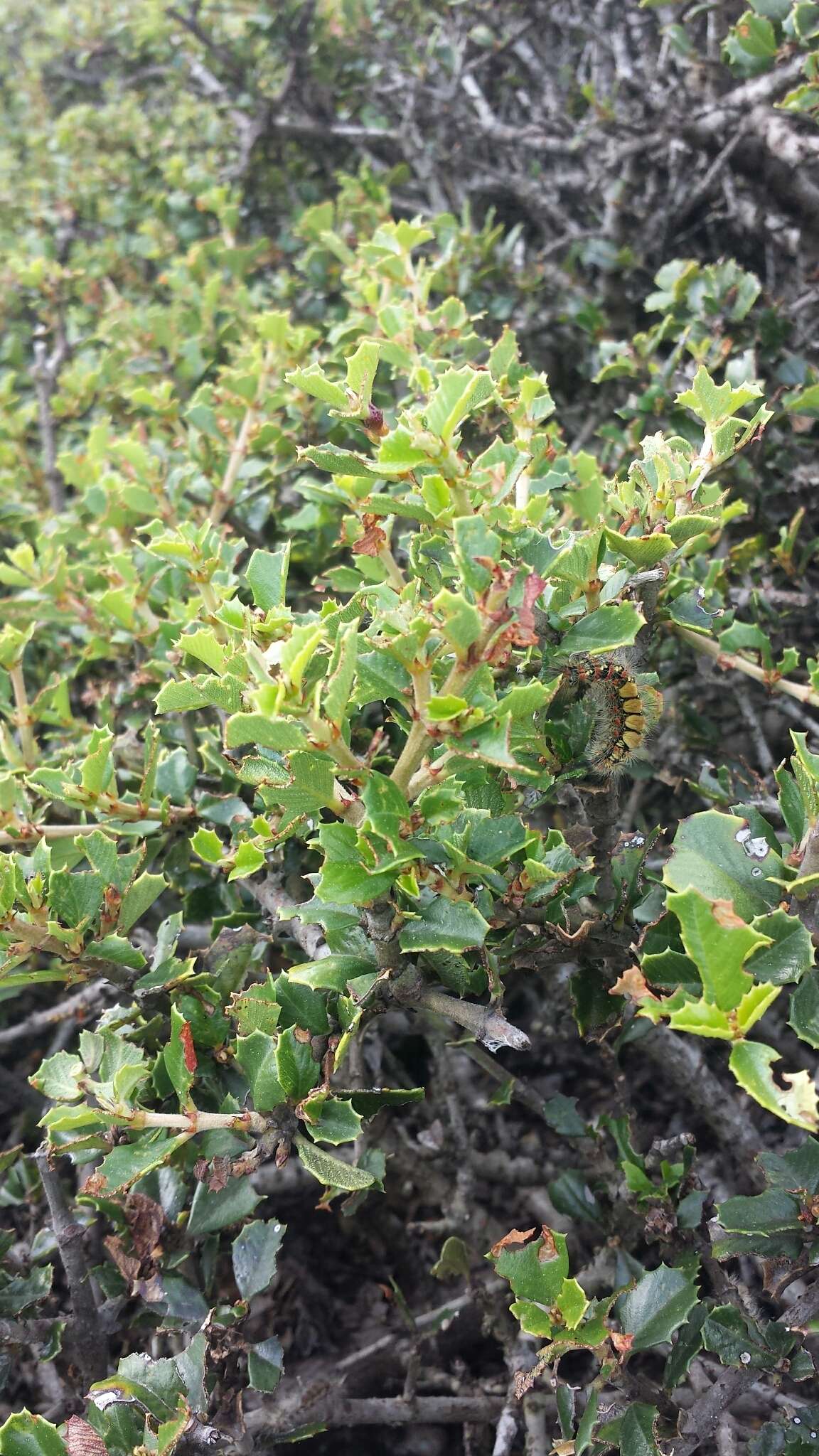 Image of Ceanothus decornutus V. T. Parker