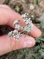 Lomatium canbyi (Coult. & Rose) Coult. & Rose resmi