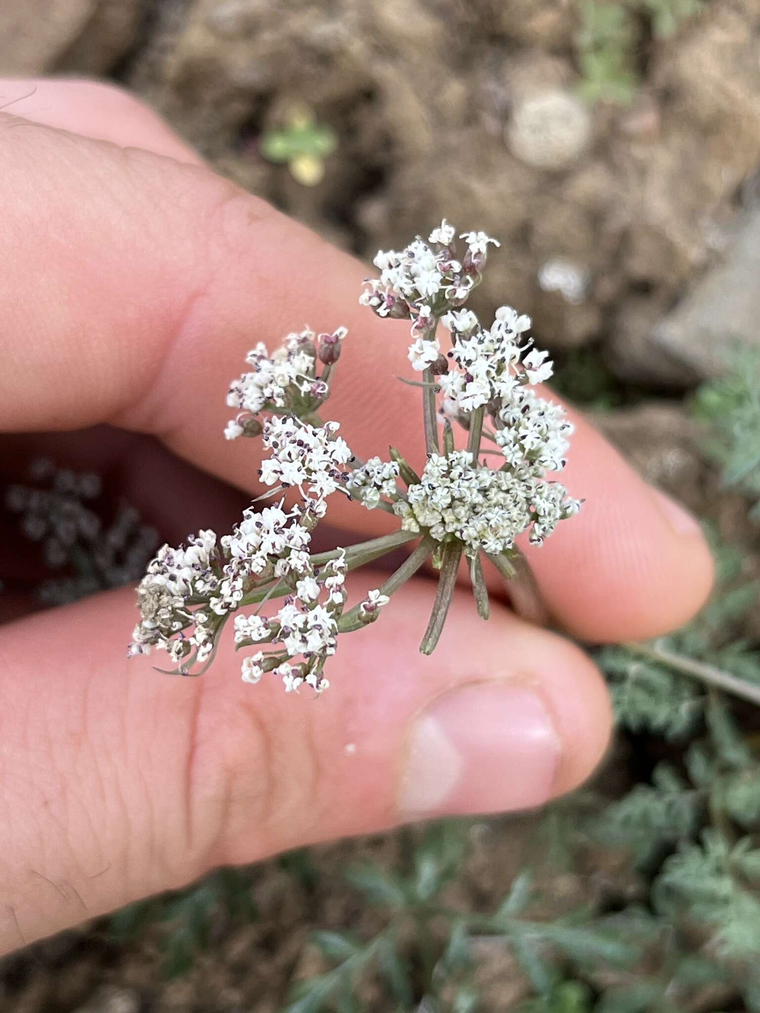 Image of Canby's biscuitroot