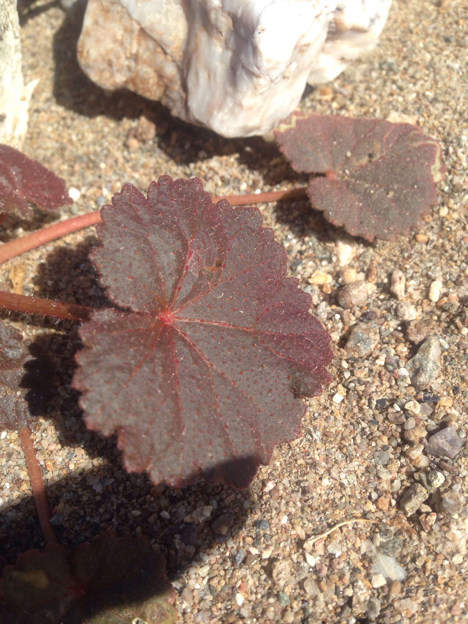 Imagem de Eremalche rotundifolia (A. Gray) Greene