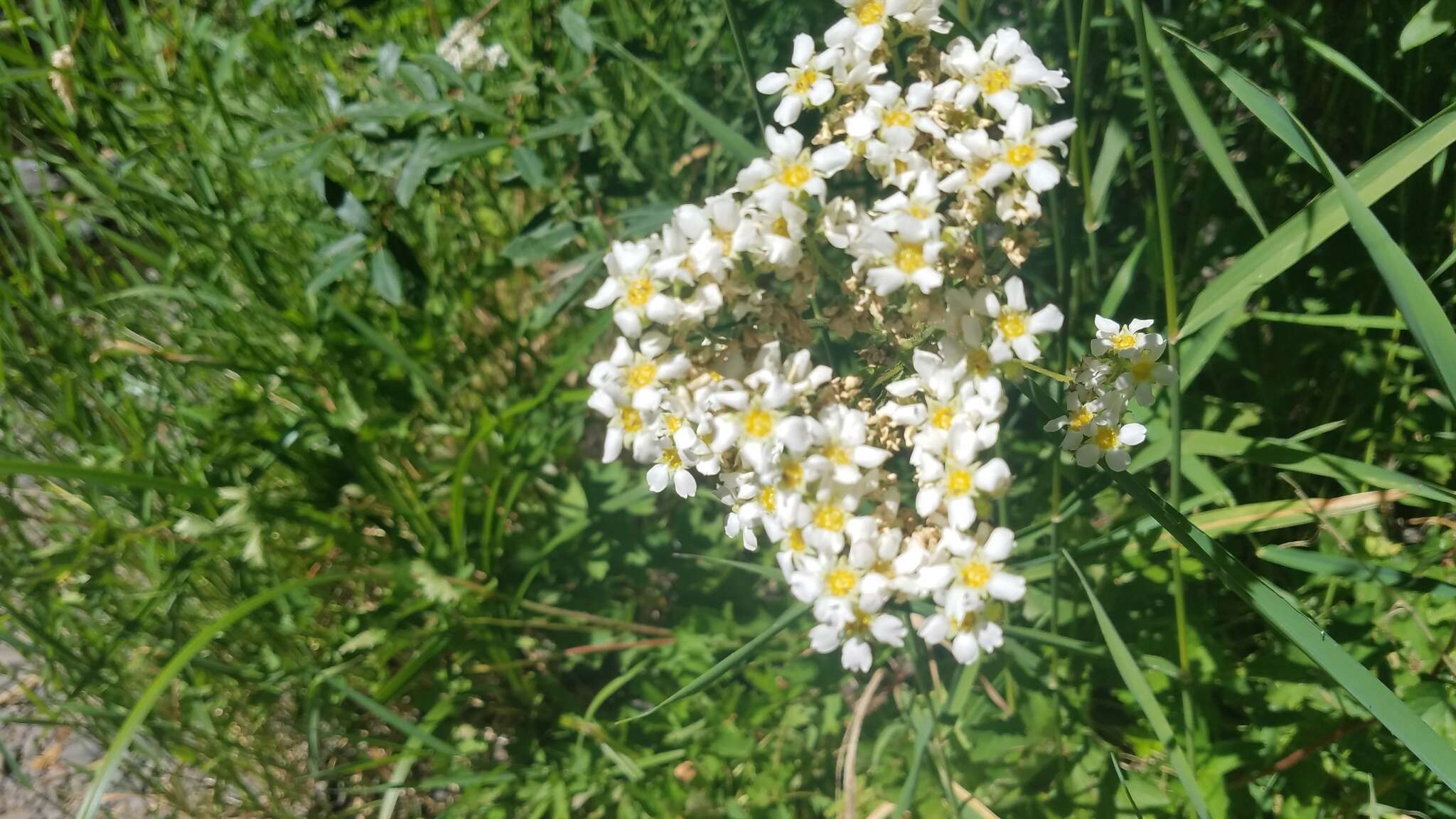 Слика од Boykinia major A. Gray