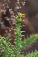 Image of Dwarf Gorse