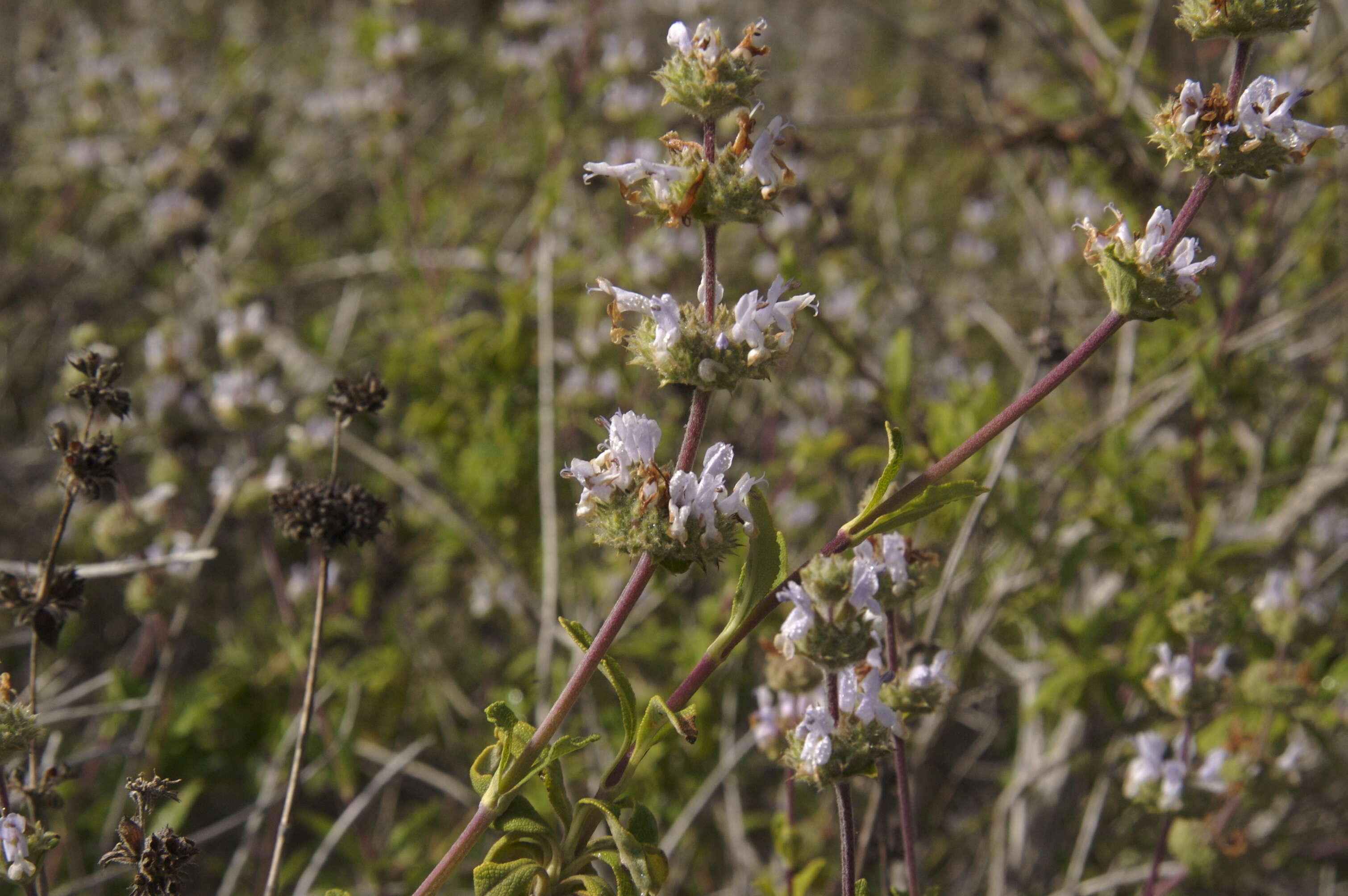 Image of black sage