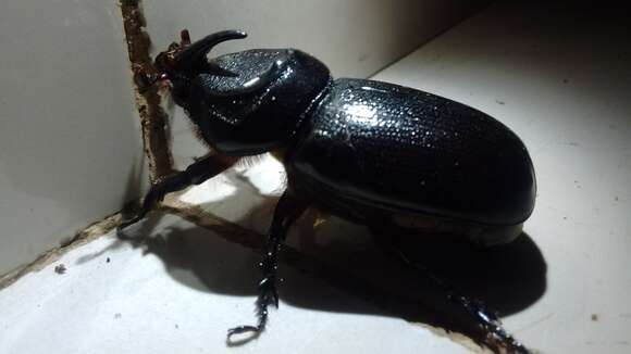 Image of Asian rhinoceros beetle