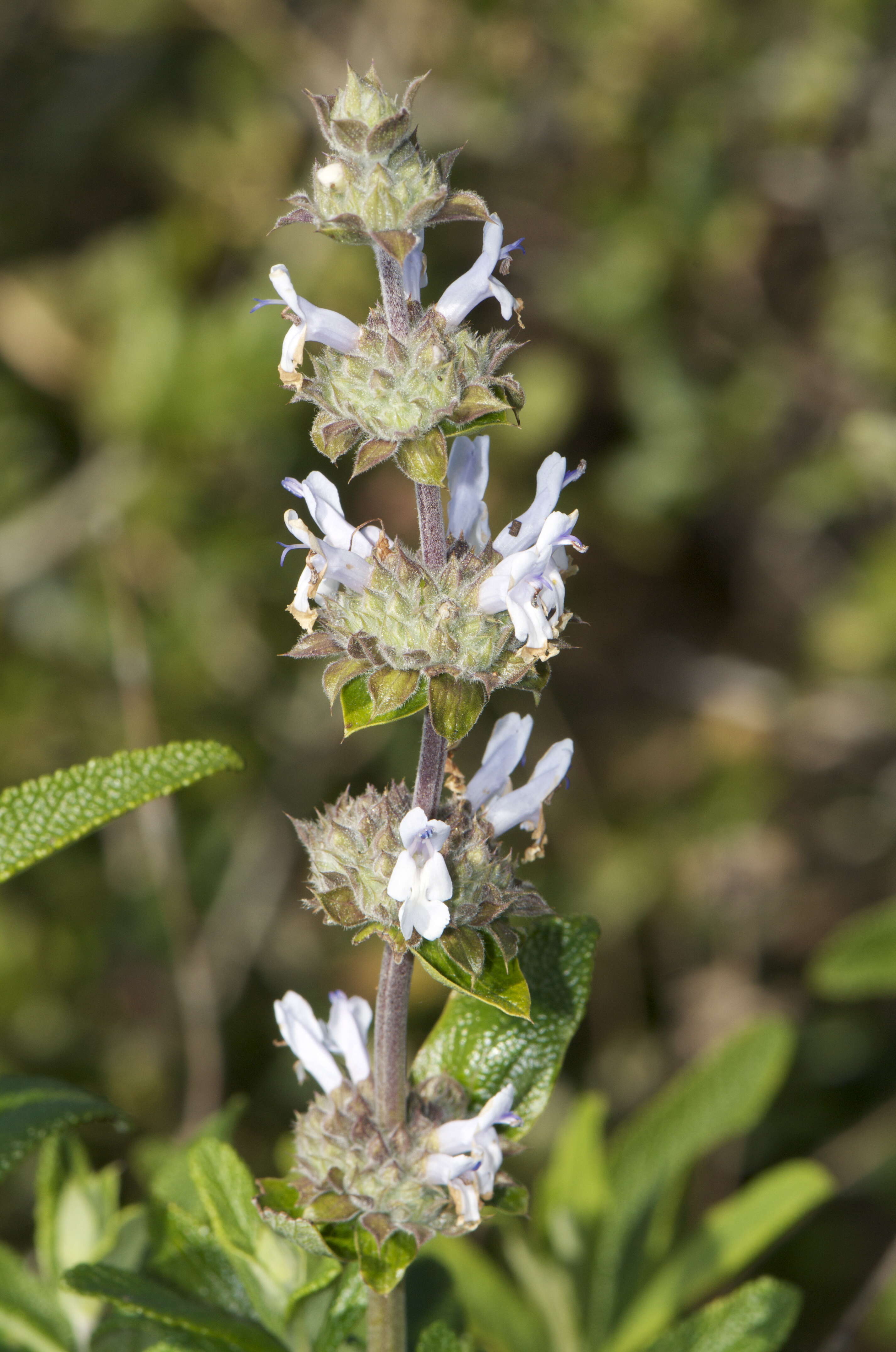 Image of black sage