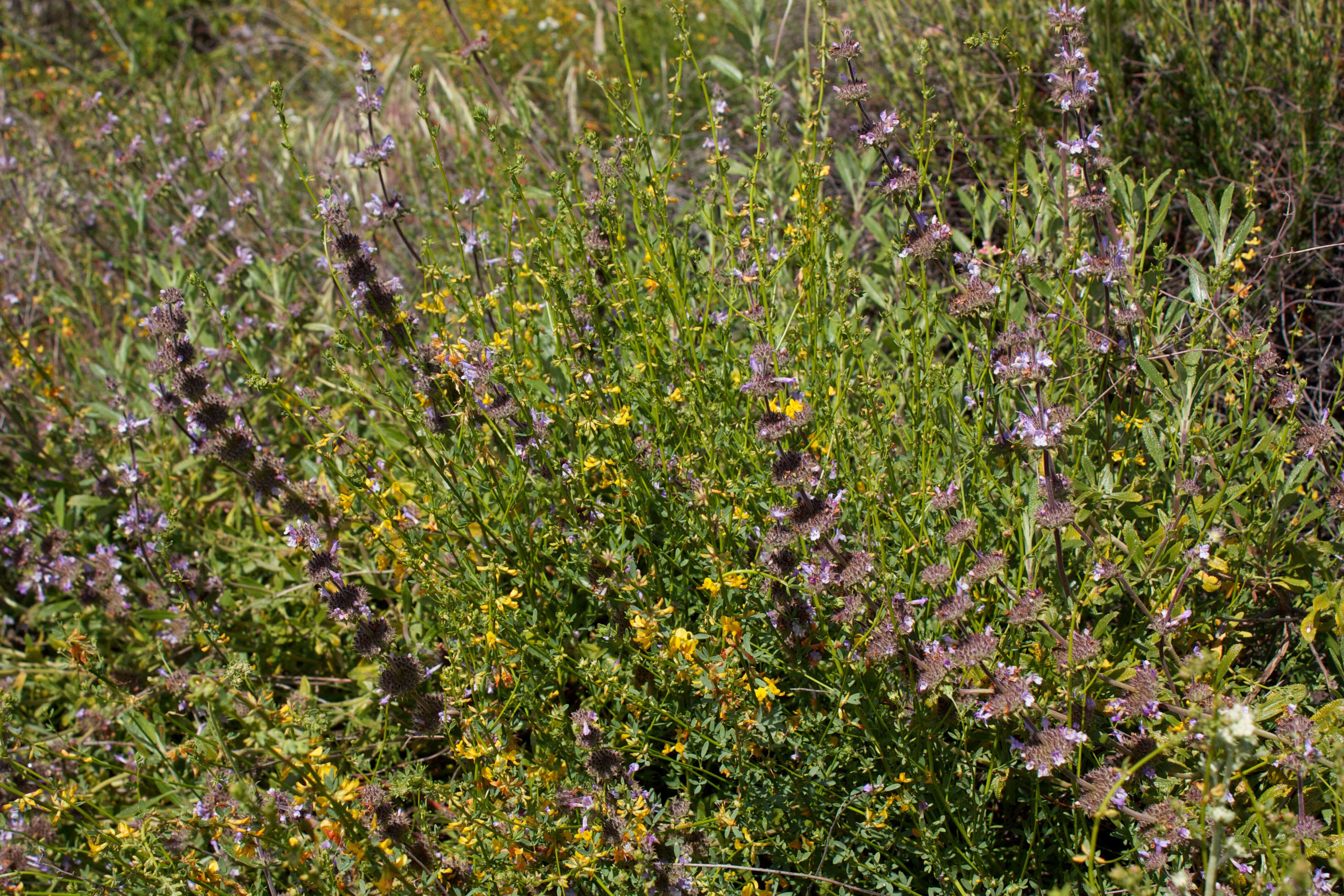 Image of black sage