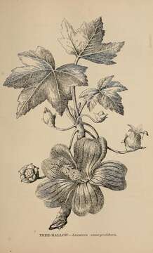 Imagem de Malva assurgentiflora (Kellogg) M. F. Ray