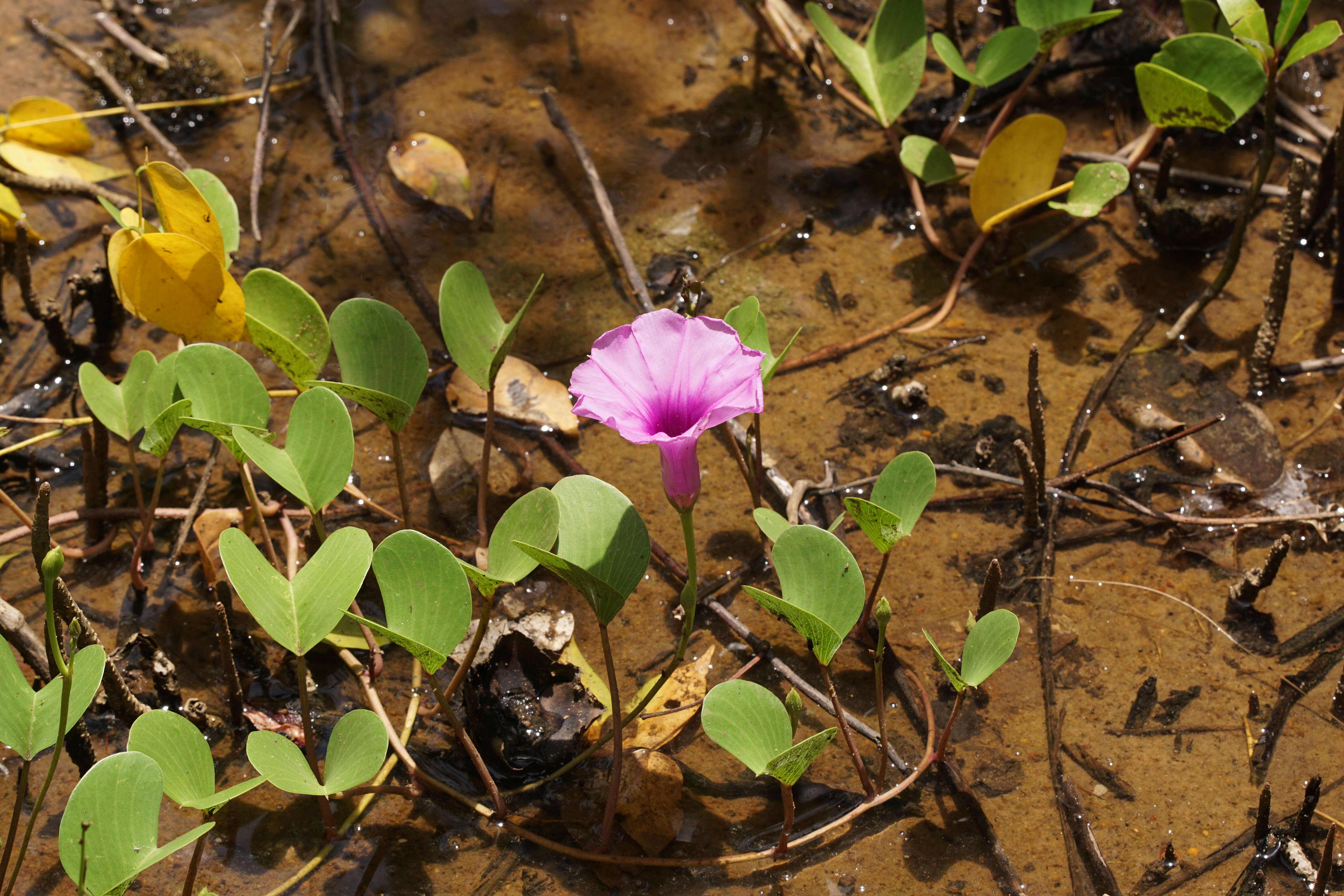 Ipomoea pes-caprae (L.) R. Brown resmi