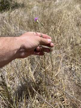 Image of branched blazing star