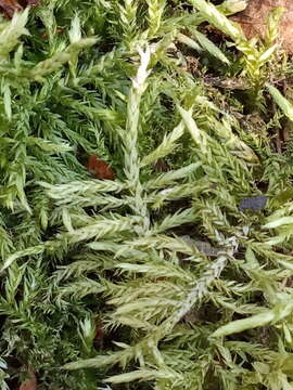 Image of hair-pointed feather-moss