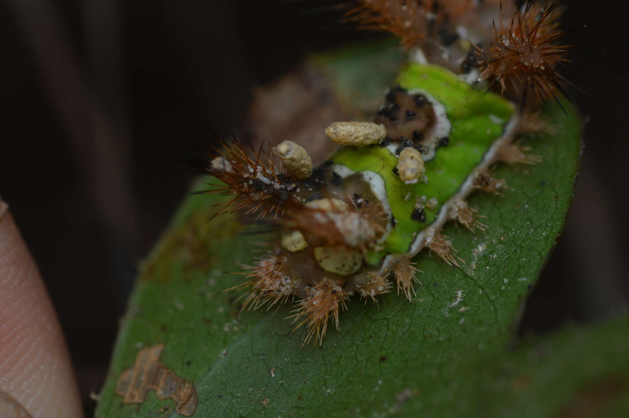 Image de Cotesia empretiae (Viereck 1913)