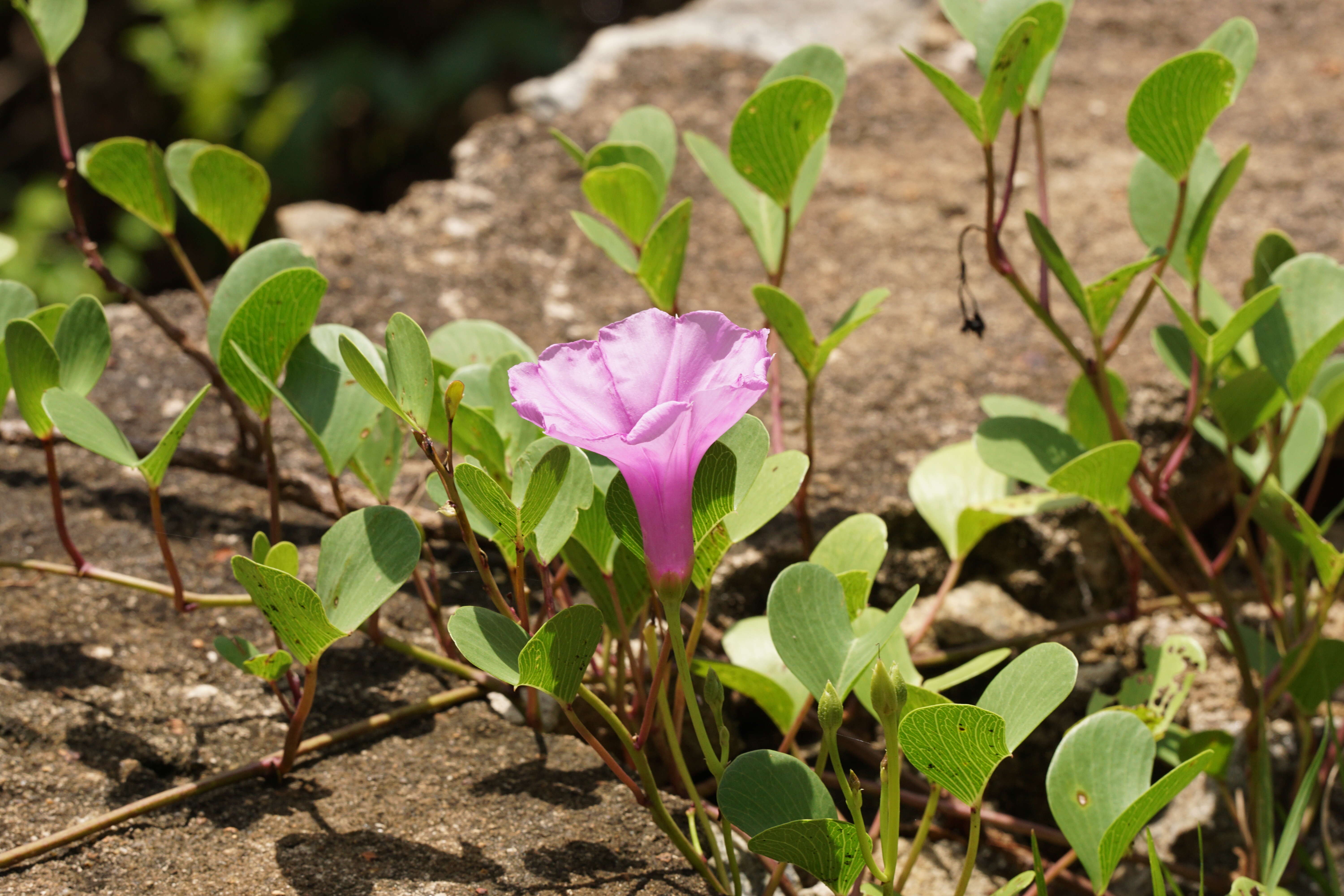 Ipomoea pes-caprae (L.) R. Brown resmi