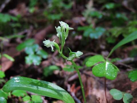 Image of bluntleaved orchid