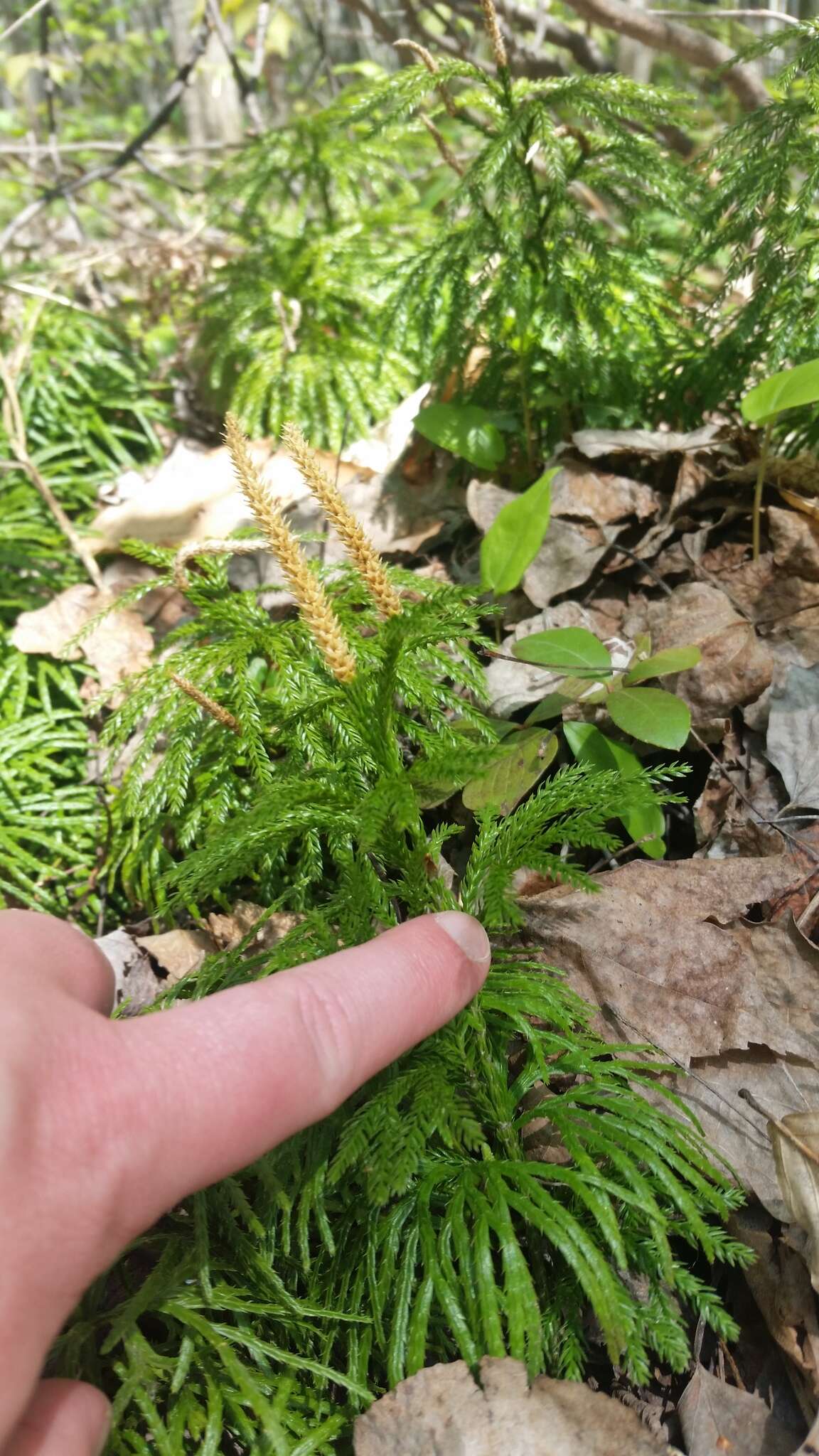 Imagem de Dendrolycopodium hickeyi (W. H. Wagner, Beitel & R. C. Moran) A. Haines