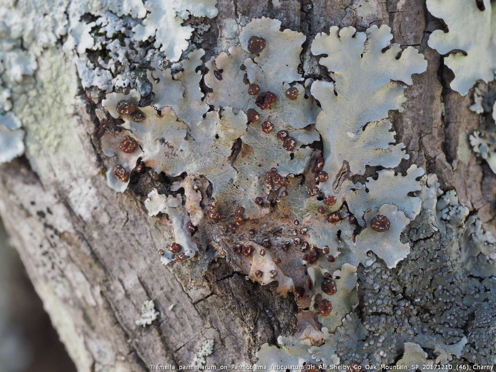 Image of Tremella parmeliarum Diederich 1996