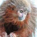 Image of Caquet· titi monkey