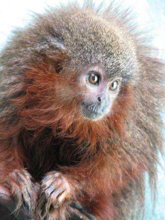 Image of Caquet· titi monkey