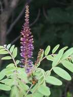 Imagem de Amorpha fruticosa L.