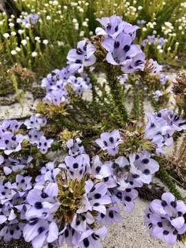 Image of Roella maculata Adamson