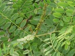 Image of desert false indigo