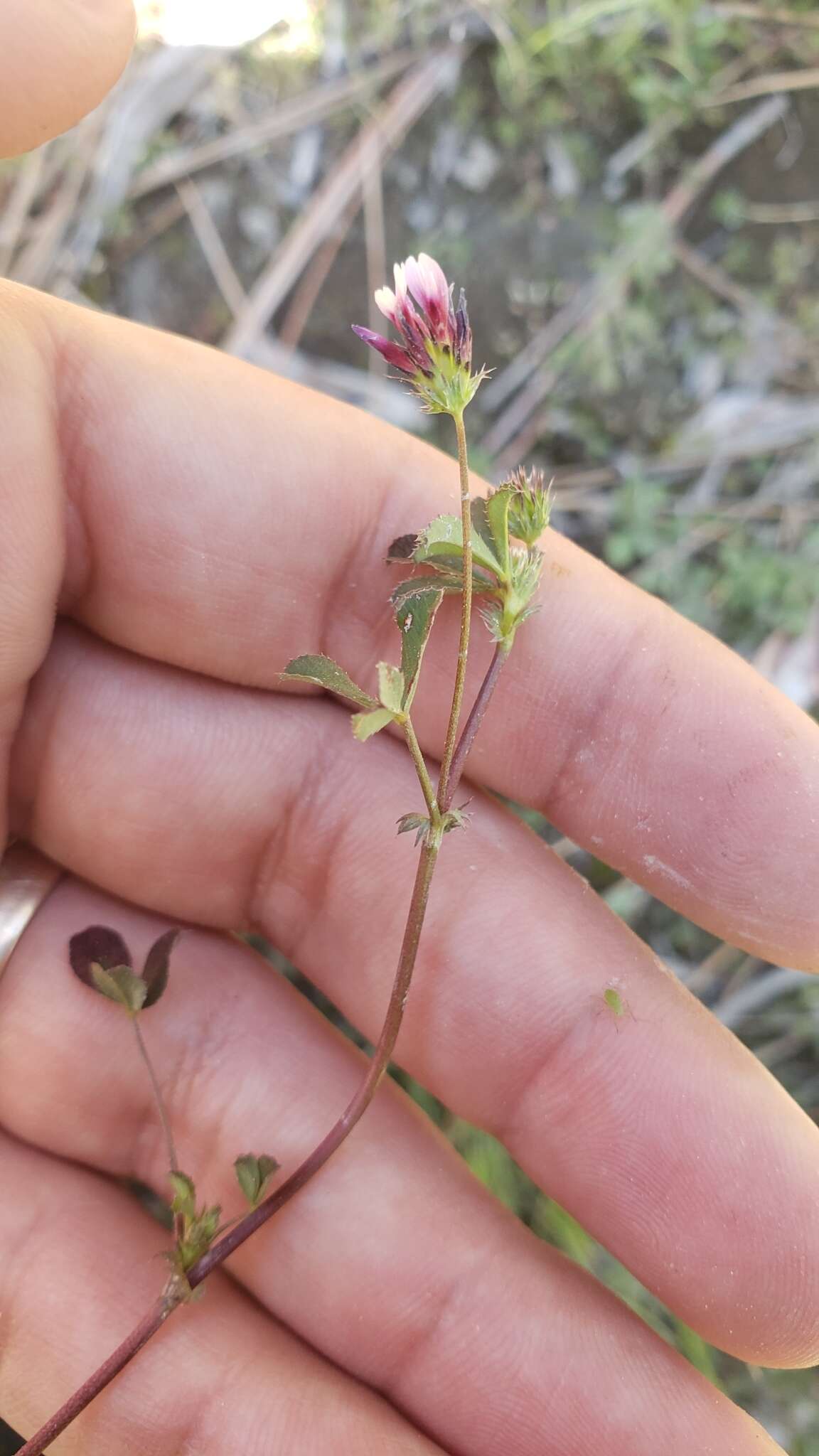 Image of <i>Trifolium variegatum</i> var. <i>geminiflorum</i>
